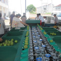 Máquina de classificação de parafuso de frutas projetada com transportador